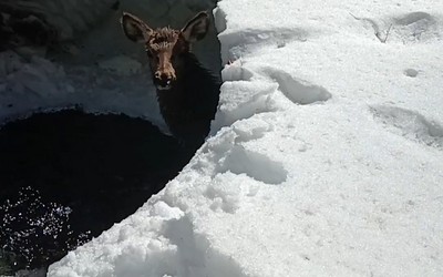 Самка марала попала в ледяную ловушку в Саяно-Шушенском заповеднике