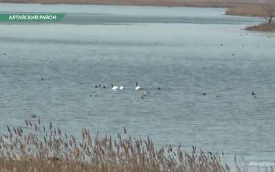 Малый тундровый лебедь прилетел в Хакасию