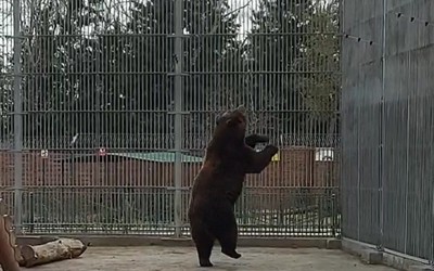 «Дуэль» медведя с голубем в Абаканском зоопарке