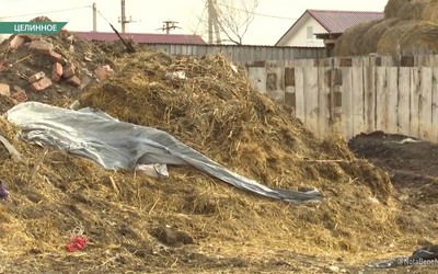 Владельцы скота не знают, как им вывезти со своих участков навоз