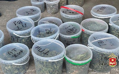 25 кг высушенной конопли изъяли у абаканца