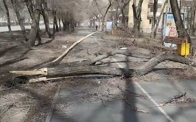 Последствия ураганного ветра устраняют абаканские коммунальщики