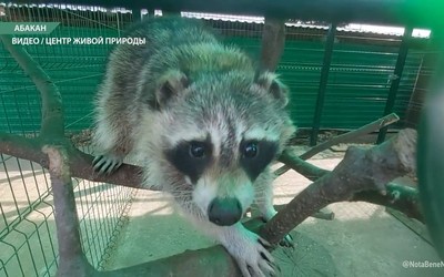 Енот с Ярыгина помещён на карантин в зоопарке