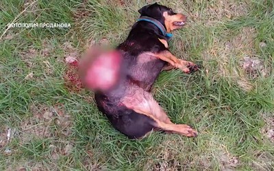 Жителей Подсинего несколько лет держат в страхе два алабая