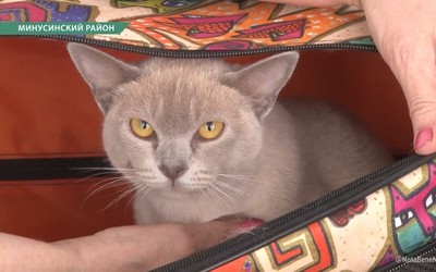 Подготовка к выставке кошек - процедура непростая
