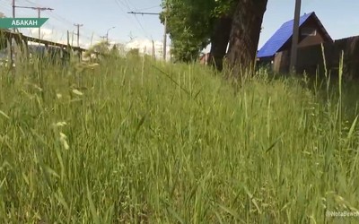 Абаканские коммунальщики не справляются с быстрорастущей травой