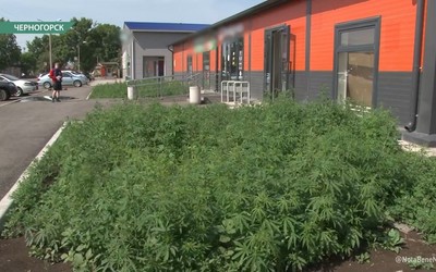 В Черногорске растёт конопля в районе автовокзала