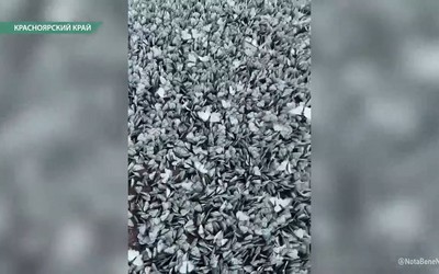 На юге Сибири наступило время бабочек