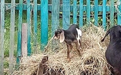 У нубийских коз в Абаканском зоопарке пополнение