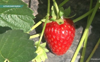 Сезон клубники в разгаре