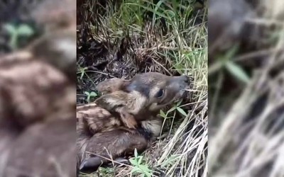 Детёныша кабарги спасли лесные пожарные