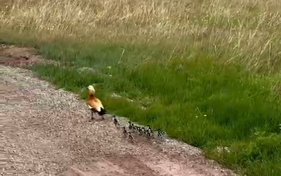 13 огарят с мамой заметили у «Оглахты»