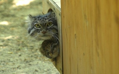 Сразу две самки манулов стали мамами в Новосибирском зоопарке