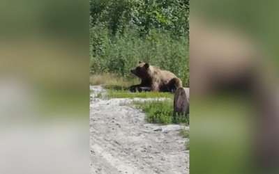 Медведь-попрошайка терроризирует водителей