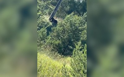 Медведь у дороги в Ширинском районе
