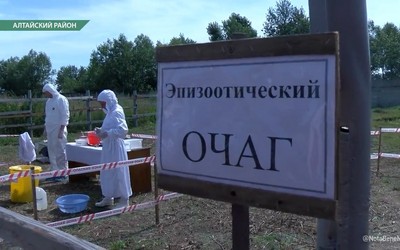 Ветеринары ликвидировали очаг птичьего гриппа в Хакасии