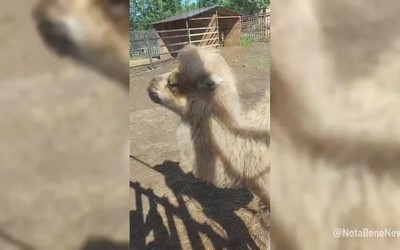 Сходить в зоопарк бесплатно могут пенсионеры