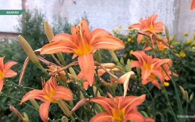 Абаканские пенсионеры соревнуются в том, чья клумба красивее