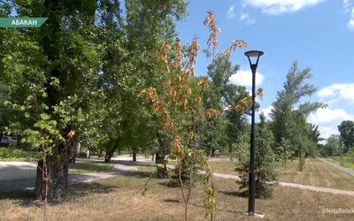 Абаканцы заметили, что многие саженцы в Сквере Булакина пожелтели
