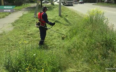 Из-за дождей и жаркой погоды Абакан зарастает травой