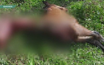 В Беренжаке таежные хищники загрызли двух жеребцов