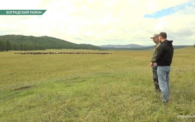 Дело по краже 218 овец в районе Туманного полиция возобновила