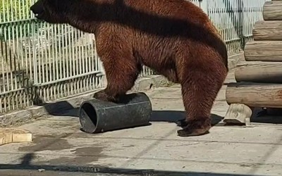Медведь Андрюша упражняется со спортивным снарядом в Абаканском зоопарке 