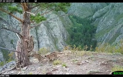 Новые котята: у ирбисов в Саяно-Шушенском заповеднике пополнение