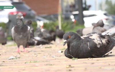 Абаканцы жалуются на голубей в сквере по Некрасова