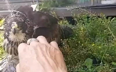 «Скоро мышей начнет ловить!»: хищную птицу приручили в Вершине Теи