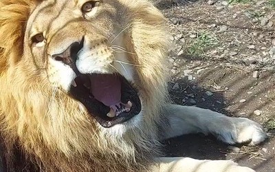 На показательные кормления льва Лемика зовет Абаканский зоопарк