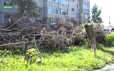 Ветки со двора Портовой, 59 в Абакане ЖЭК вывезет до конца сентября