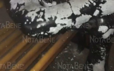 Волк в Черногорске уже облез