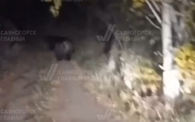 Медведей вновь заметили саяногорцы на Ай-Дае 