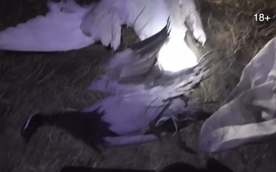За отстрел краснокнижного журавля-красавки черногорский пенсионер пойдет под суд