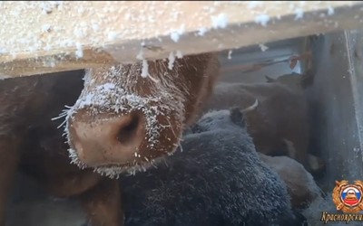Фура с коровами в -40º угодила в снежный плен в Красноярском крае
