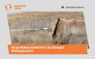 Когда можно посмотреть на лошадей Пржевальского? 