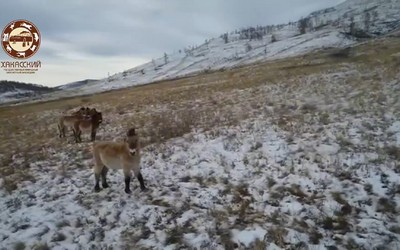 Хакасские морозы испытали лошадей Пржевальского