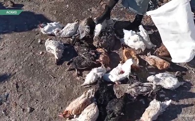 В Аскизе бродячие собаки грызут кур
