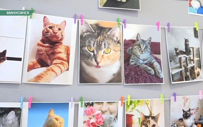 Больше сотни фотографий котов можно увидеть в Минусинске
