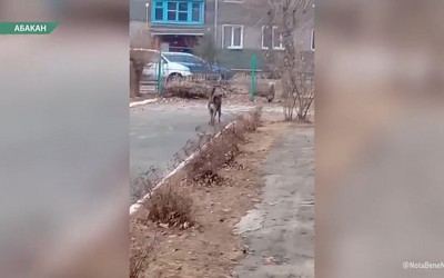 Бездомные собаки бросаются на детей возле Православной гимназии в МПСе