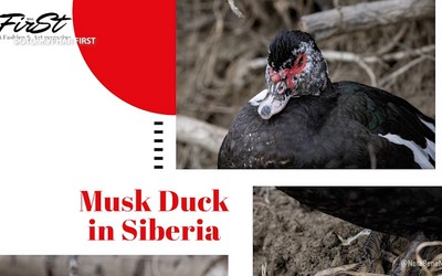 Индоутка с абаканской зоны отдыха стала звездой американского журнала