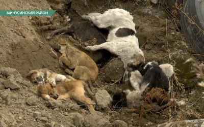 Общественники обвиняют приют для собак под Минусинском в убийстве животных