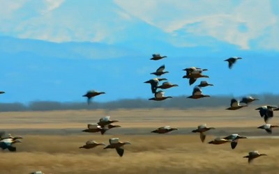 В «Урочище Трёхозерки» первыми прилетели огари