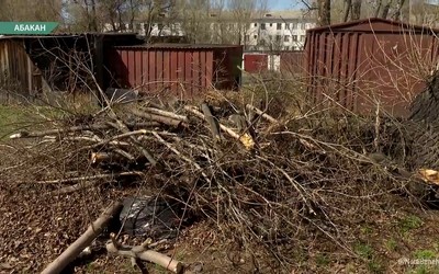 На Хакасской, 17 в Абакане коммунальщики 2 года не убирают сухие ветки