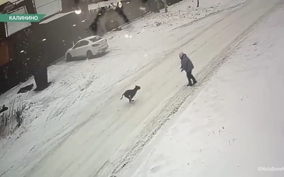 Полиция приостановила уголовное дело о нападении собаки на пенсионерку в Калинино