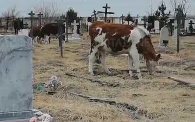 Коровы попали на абаканское кладбище №4, сломав забор