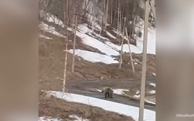 Медведь разгуливал по Приисковому