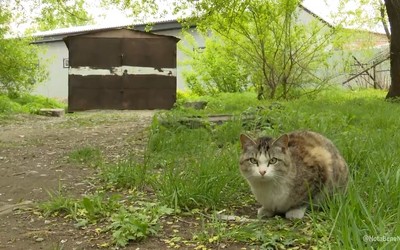 На Советской в Абакане один из местных жителей установил гараж