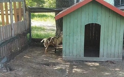 В зоопарке родились два нубийских козленка
